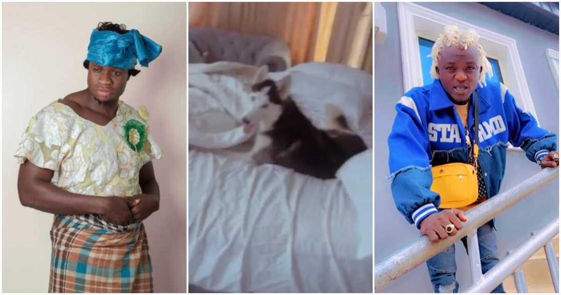 Photos of Zicsaloma, his dog and Portable Photos of Zicsaloma, his dog and Portable