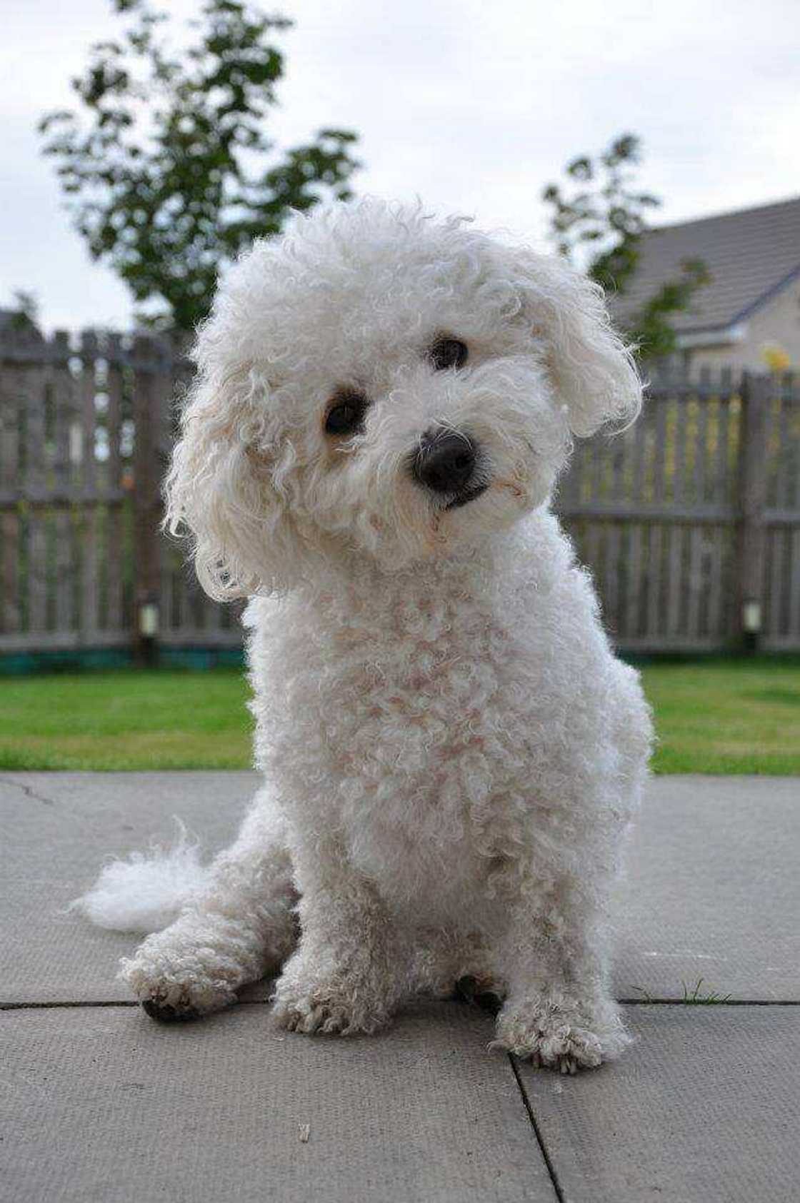 adorable dogs adorable dogs
