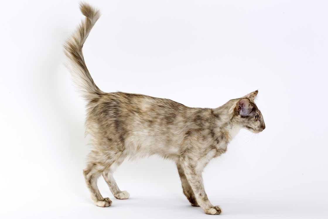 Studio shot of a Javanese cat. Studio shot of a Javanese cat.