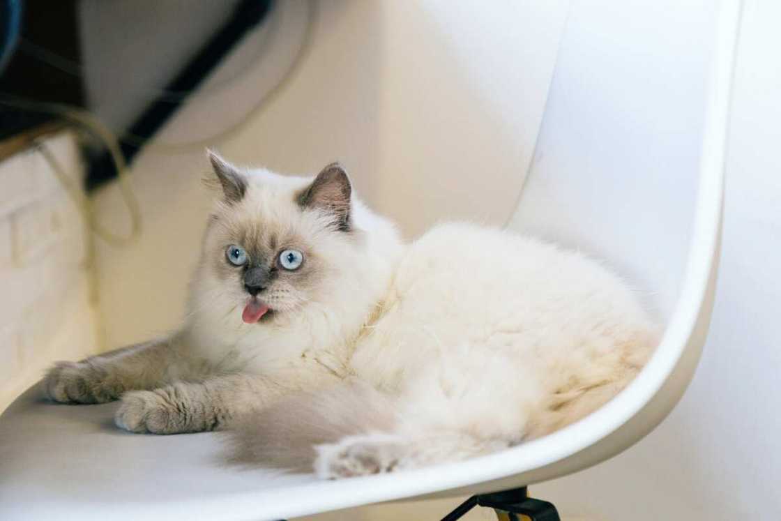 What cat is the rarest? What cat is the rarest?