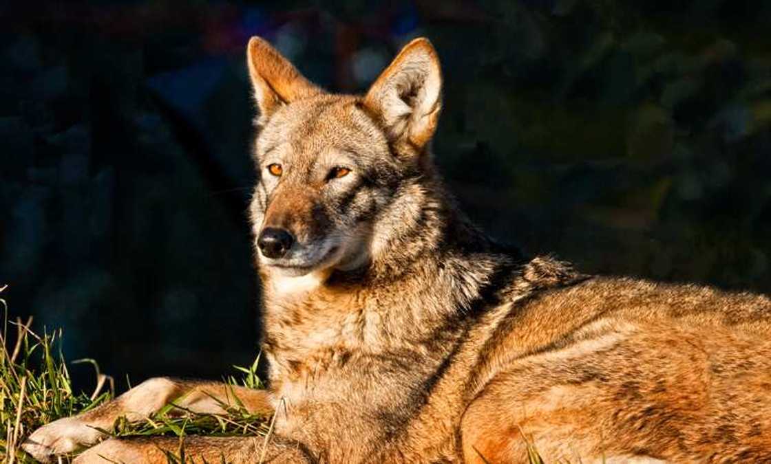 rarest animals rarest animals