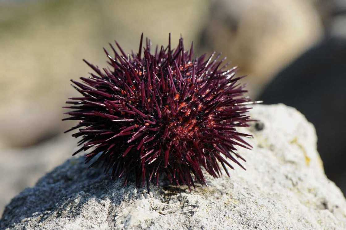 Red sea urchin Red sea urchin
