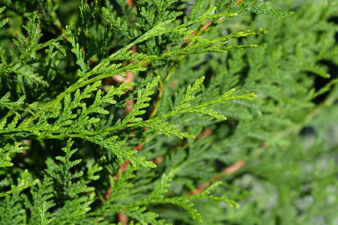 Green leave of a coniferous tree