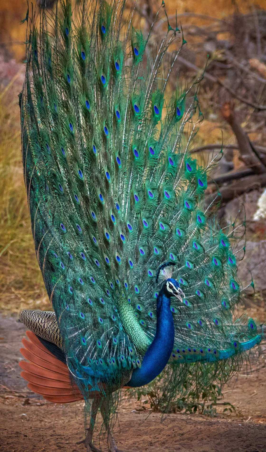 Beautiful birds of the world Beautiful birds of the world