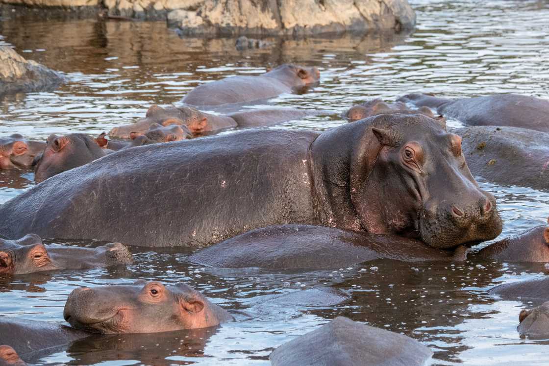 Hippopotamus pool in Serengeti National Park, Tanzania