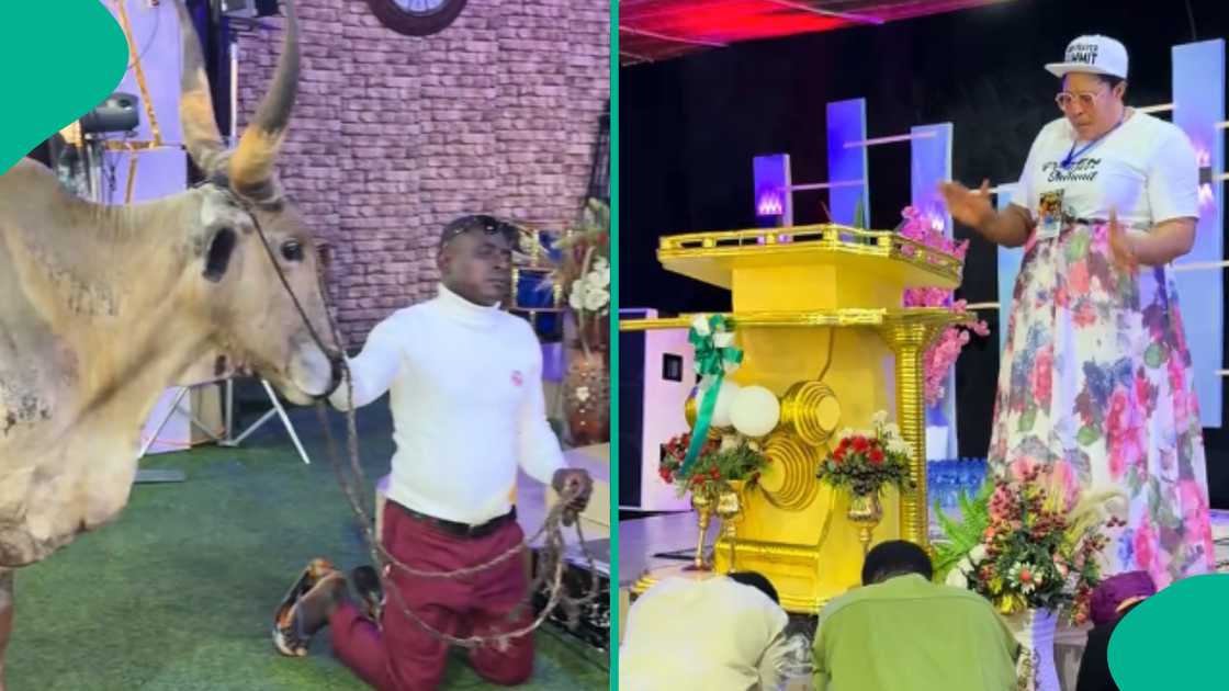 Video as man enters church with live cow to appreciate God