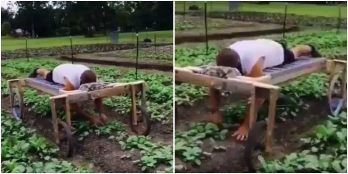 Man Lies Faced-down on Bed with Wheels to Plant Crops on Farm, Video Goes Viral and Stirs Mixed Reactions Man Lies Faced-down on Bed with Wheels to Plant Crops on Farm, Video Goes Viral and Stirs Mixed Reactions