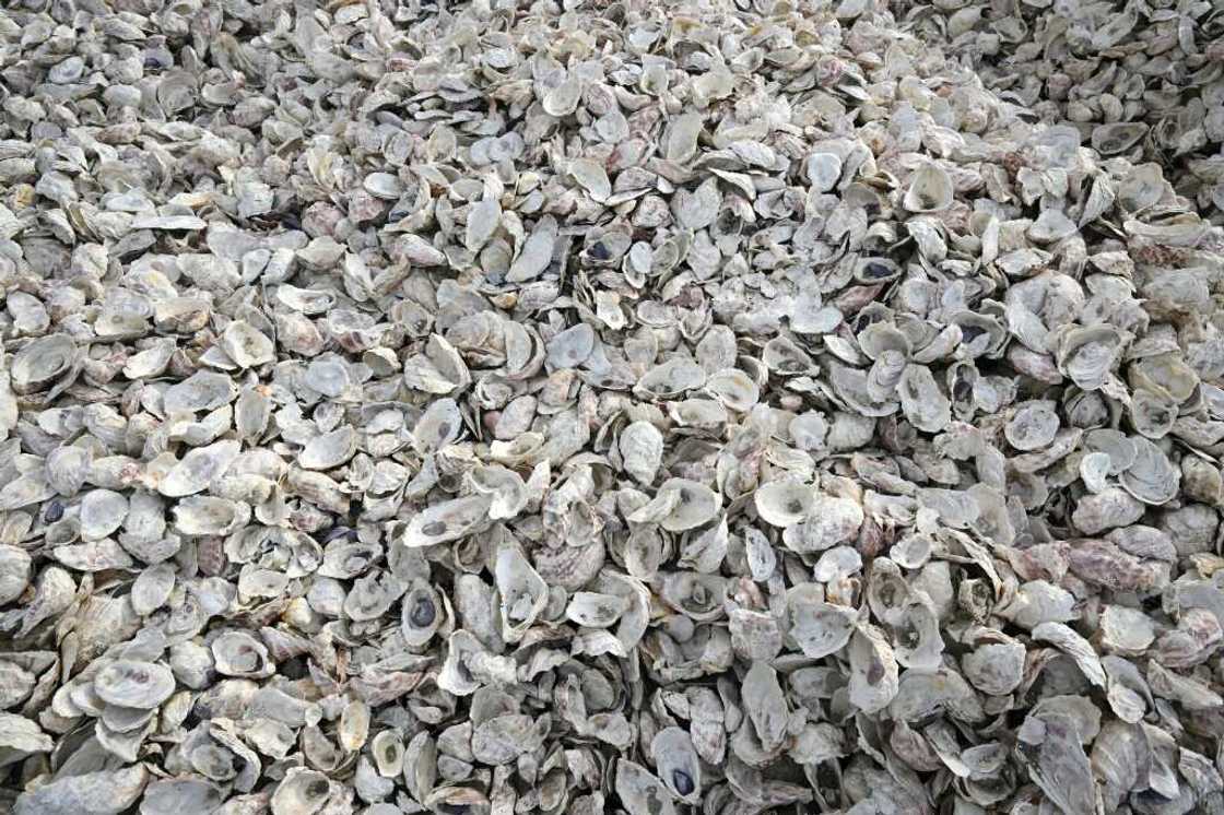 Oyster shells like these, seen at the Chula Vista Wildlife Refuge in California, are ground up to help form reef balls that attract live oysters Oyster shells like these, seen at the Chula Vista Wildlife Refuge in California, are ground up to help form reef balls that attract live oysters