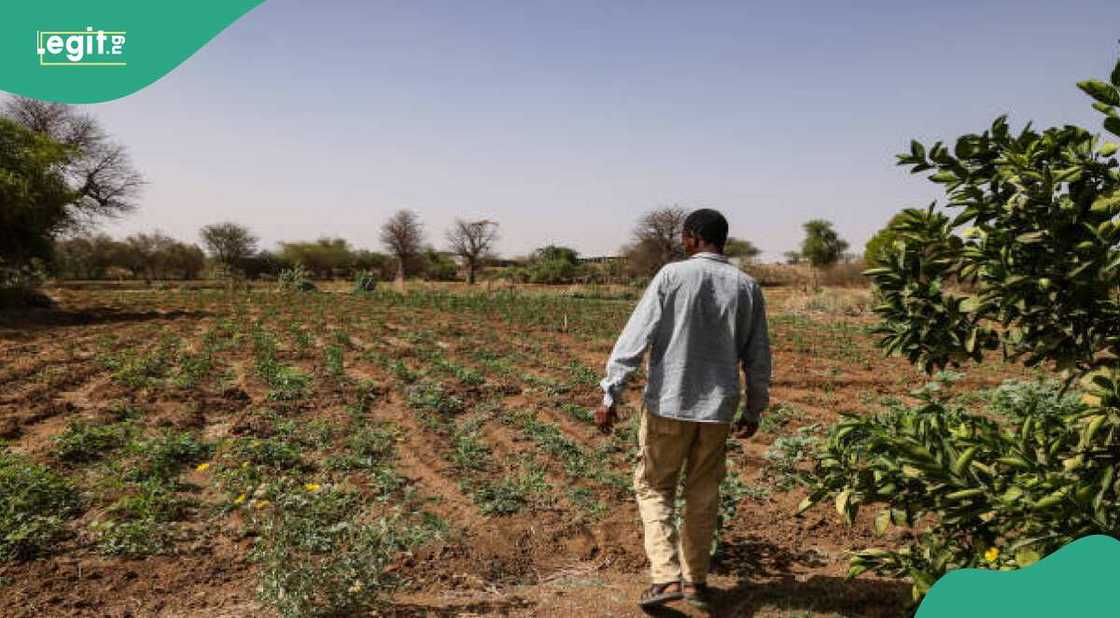 Farm in Nigeria Farm in Nigeria