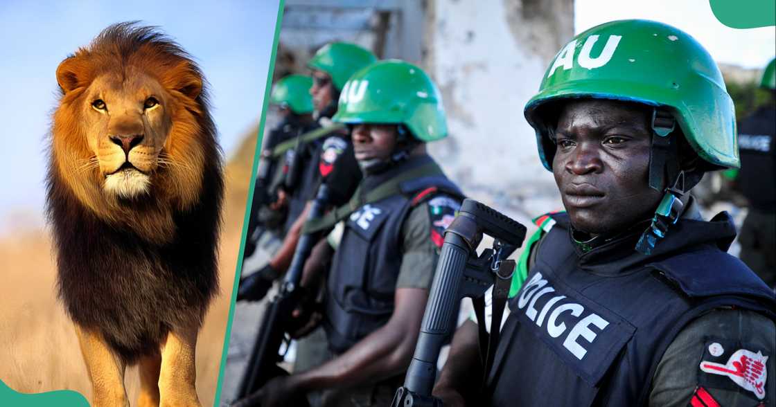 Lion attacks, kills keeper at Obasanjo Library, police react Lion attacks, kills keeper at Obasanjo Library, police react