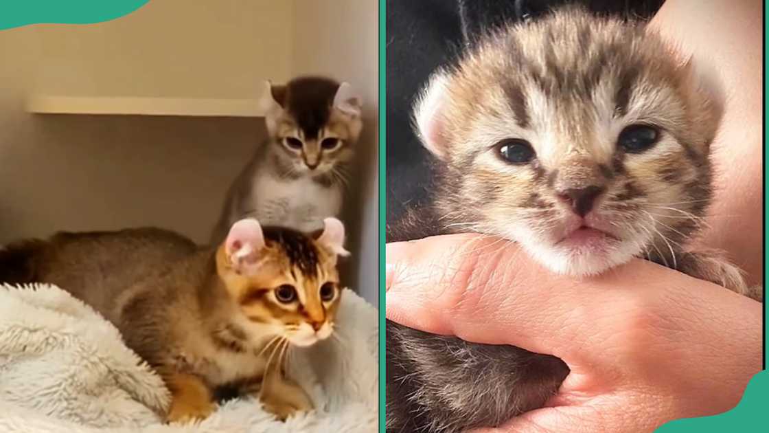 Jungle Curl kittens playing (L). A Jungle Curl kitten held in one hand (R).