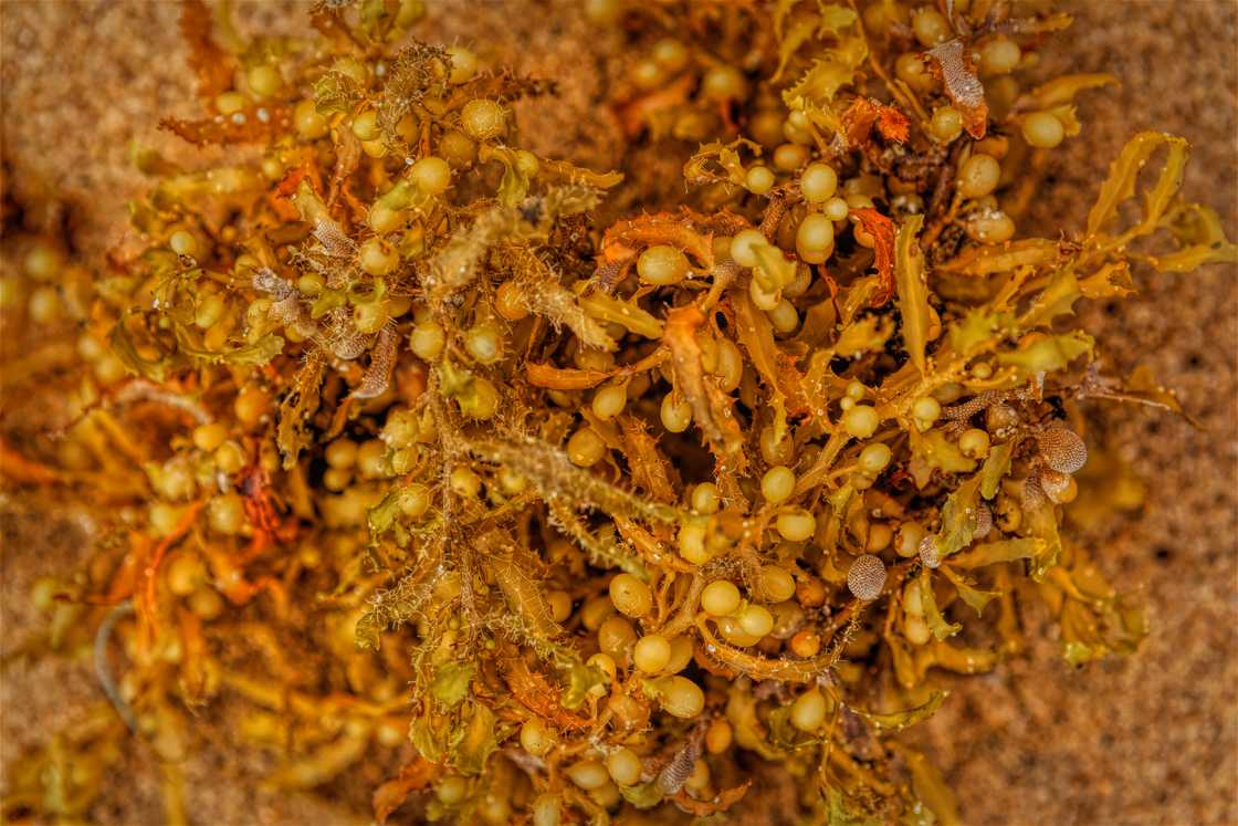 Fresh sargassum on a beach Fresh sargassum on a beach