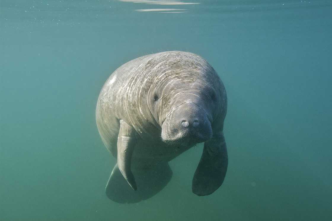 A photo of a manatee. A photo of a manatee.