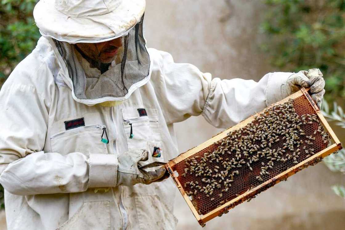 Jordan's apiarists have ramped up output of the sweet and sticky golden substance long praised for its health benefits Jordan's apiarists have ramped up output of the sweet and sticky golden substance long praised for its health benefits