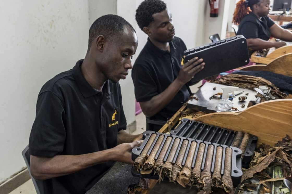 A large wrapper leaf made in Cameroon and recognisable by its delicate finish is torn in half before being rolled around the cigar, its last layer A large wrapper leaf made in Cameroon and recognisable by its delicate finish is torn in half before being rolled around the cigar, its last layer