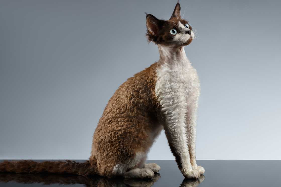 Devon rex cat on gray background.