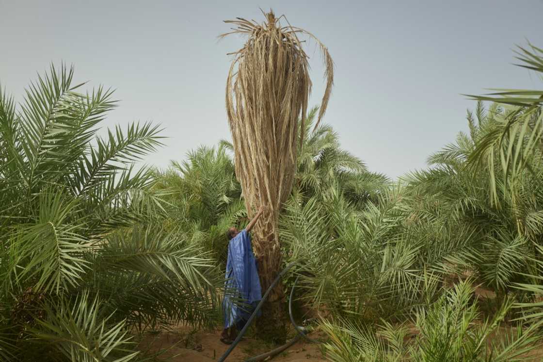 The village of M'Heiret has suffered severe palm tree losses over the years due to droughts and sudden downpours