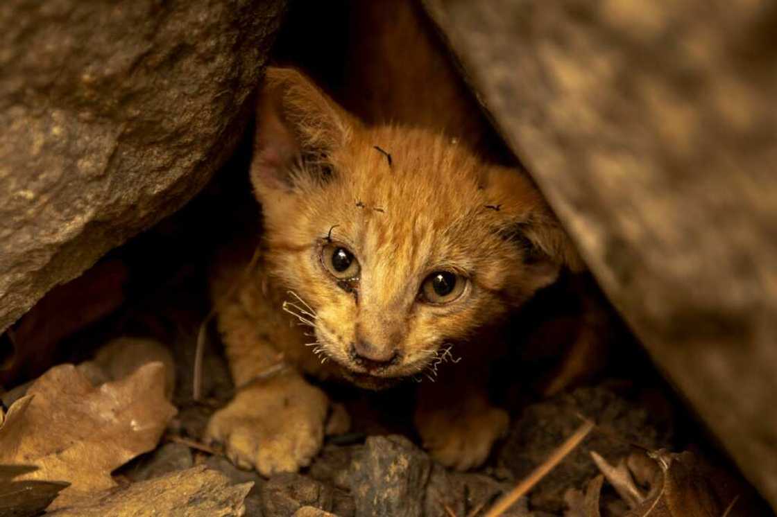 A kitten that survived the McKinney Fire, hidden in rocks in the Klamath National Forest northwest of Yreka, California A kitten that survived the McKinney Fire, hidden in rocks in the Klamath National Forest northwest of Yreka, California