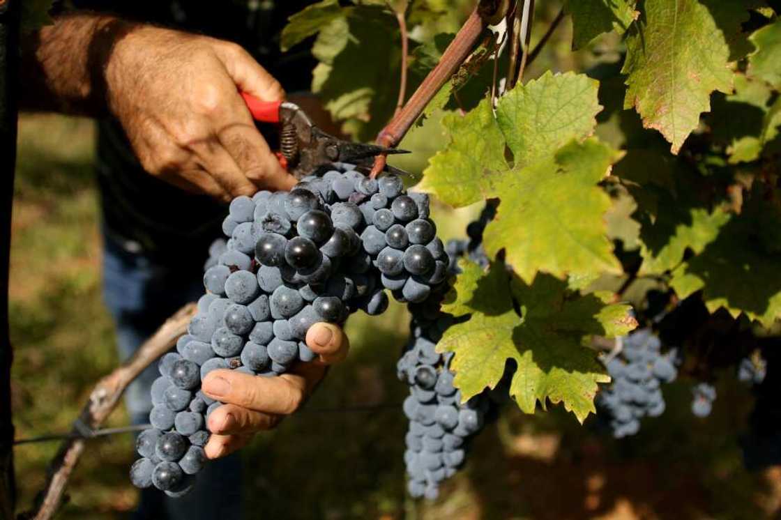 "Everything becomes more complicated: water stress, frost, drought, disease," said Zef Ndoji, a winegrower from Bukmira, who has lost a third of his crop this year "Everything becomes more complicated: water stress, frost, drought, disease," said Zef Ndoji, a winegrower from Bukmira, who has lost a third of his crop this year