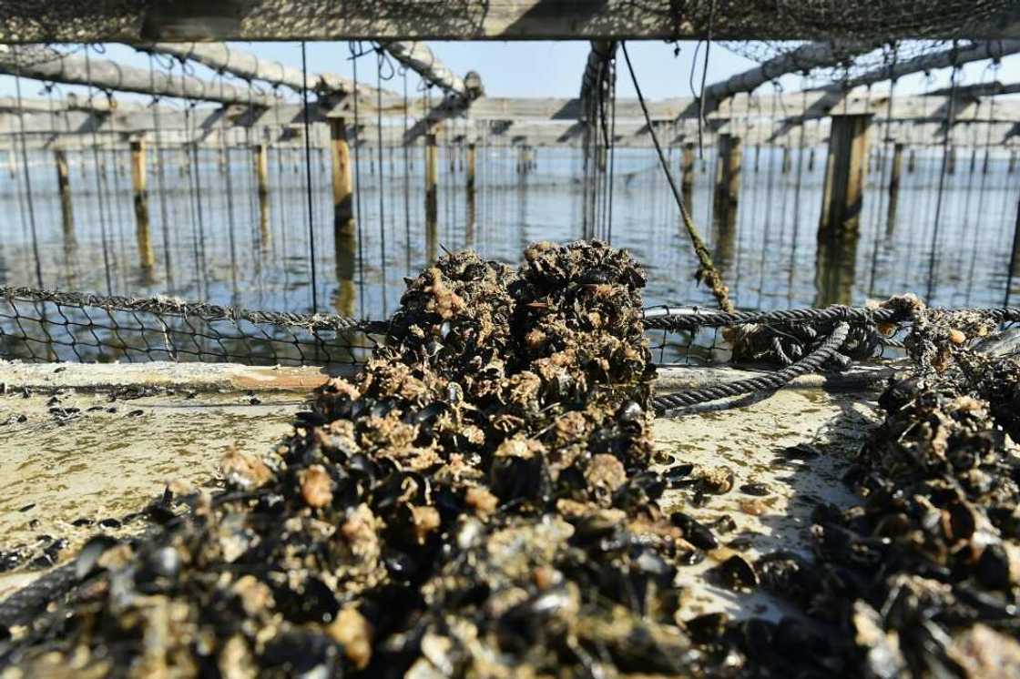 The heat has wiped out an estimated 150,000 kilograms of commercial mussels and 1,000 tonnes of young stock The heat has wiped out an estimated 150,000 kilograms of commercial mussels and 1,000 tonnes of young stock