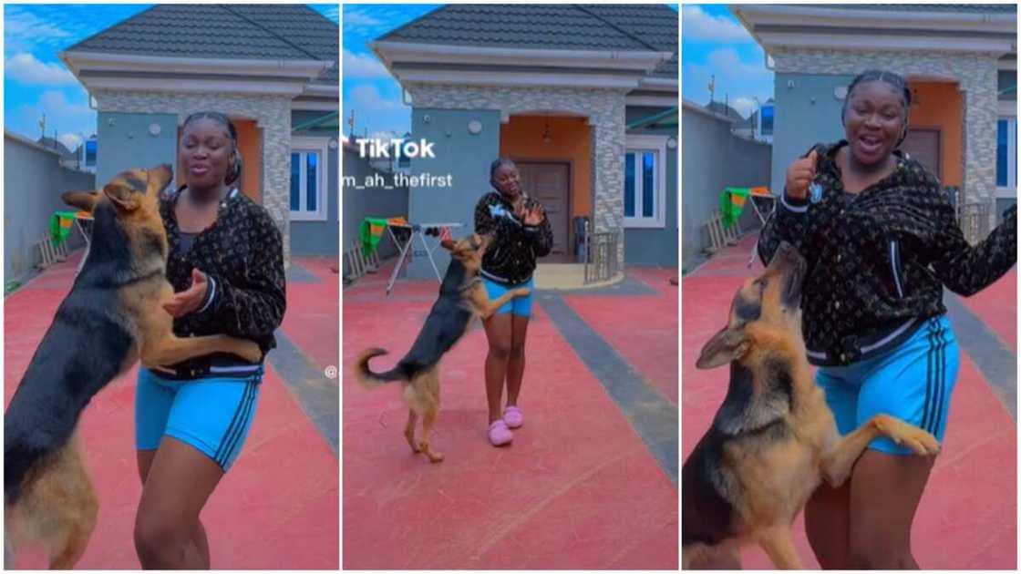 Dog disturbed lady/Clingy German Shepherd. Dog disturbed lady/Clingy German Shepherd.