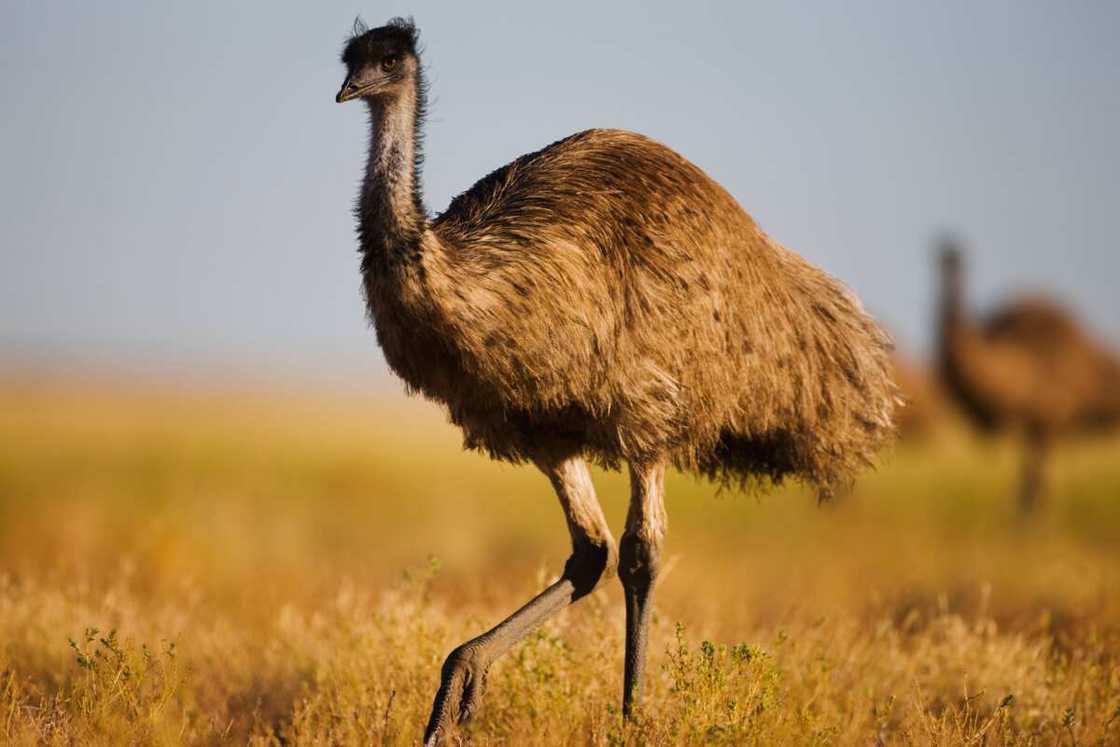 An emu walking through the desert vegetation An emu walking through the desert vegetation