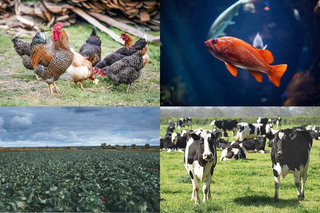 Advantages and disadvantages of integrated farming system Advantages and disadvantages of integrated farming system