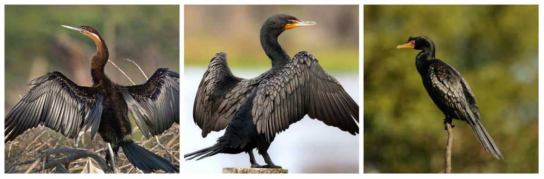 Suliformes types Suliformes types