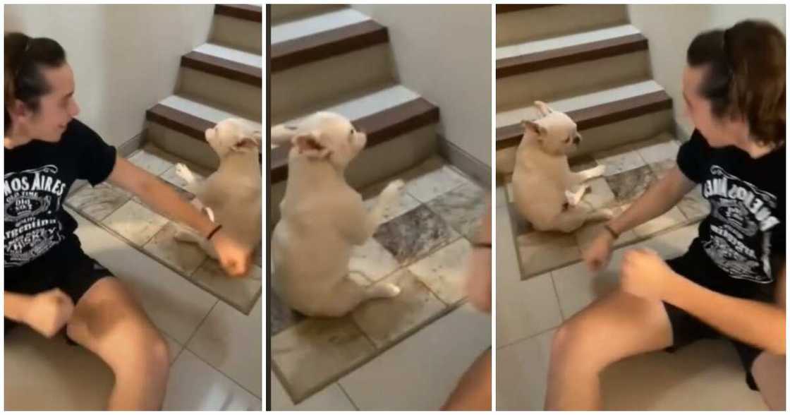 Dog does Buga dance, Kizz Daniel, Tekno, Buga dance challenge latest, Oyinbo man does Buga challenge