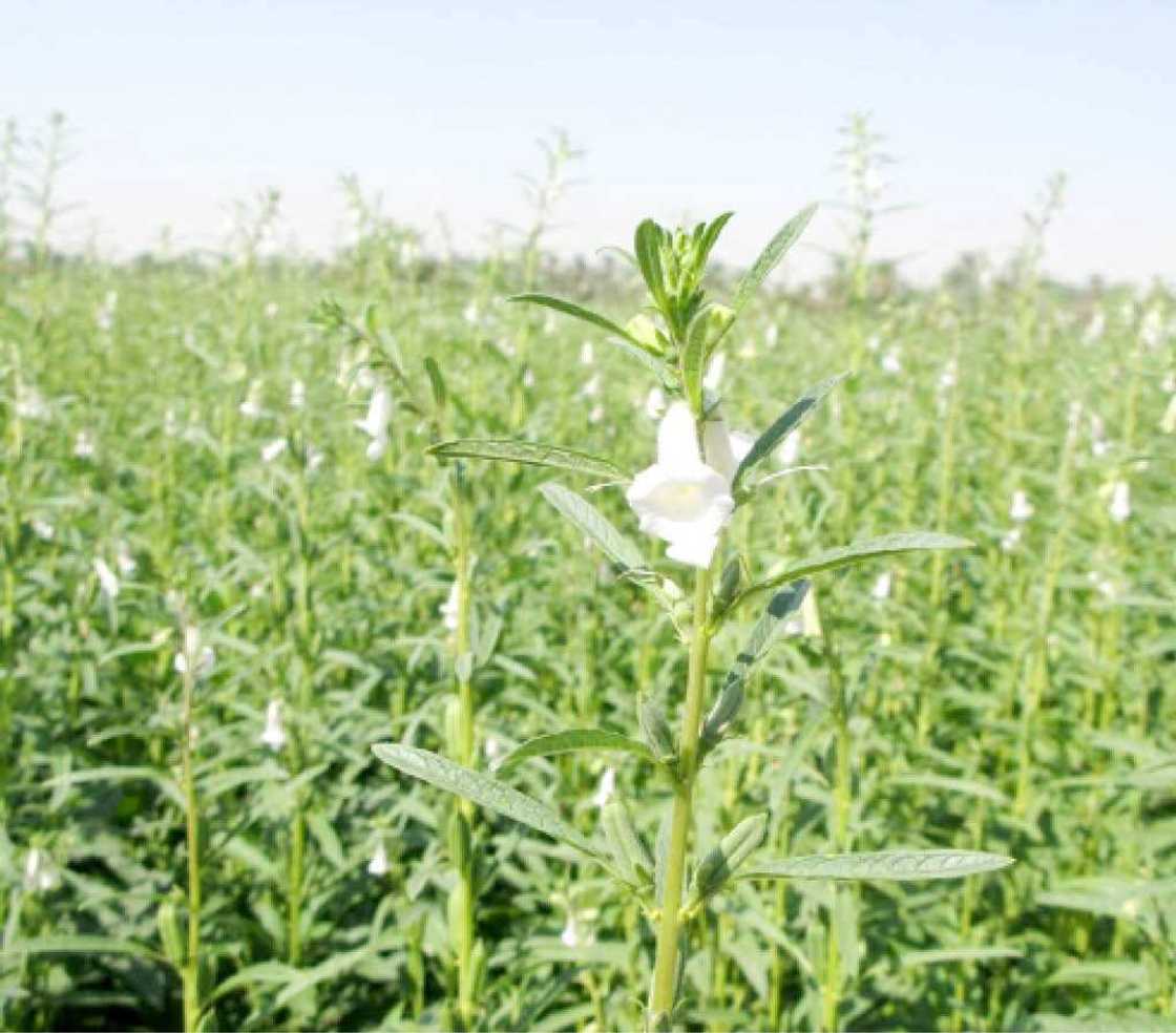 Rudani da tashin hankali: An tsinci gawawwaki da harsasai jikinsu a wata gonar Abuja Rudani da tashin hankali: An tsinci gawawwaki da harsasai jikinsu a wata gonar Abuja