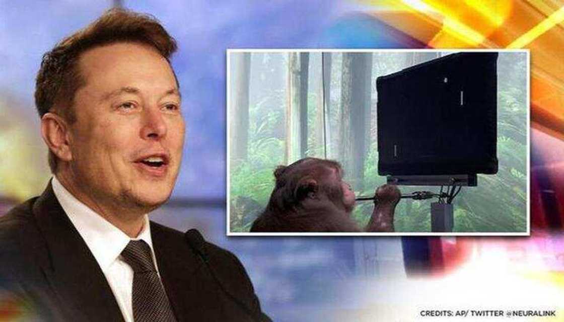 Elon Musk and one of the monkeys given the brain chip