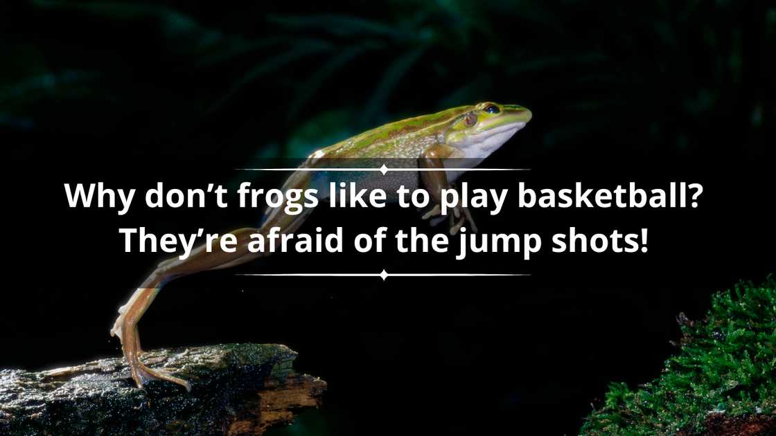 Cute frog puns Cute frog puns