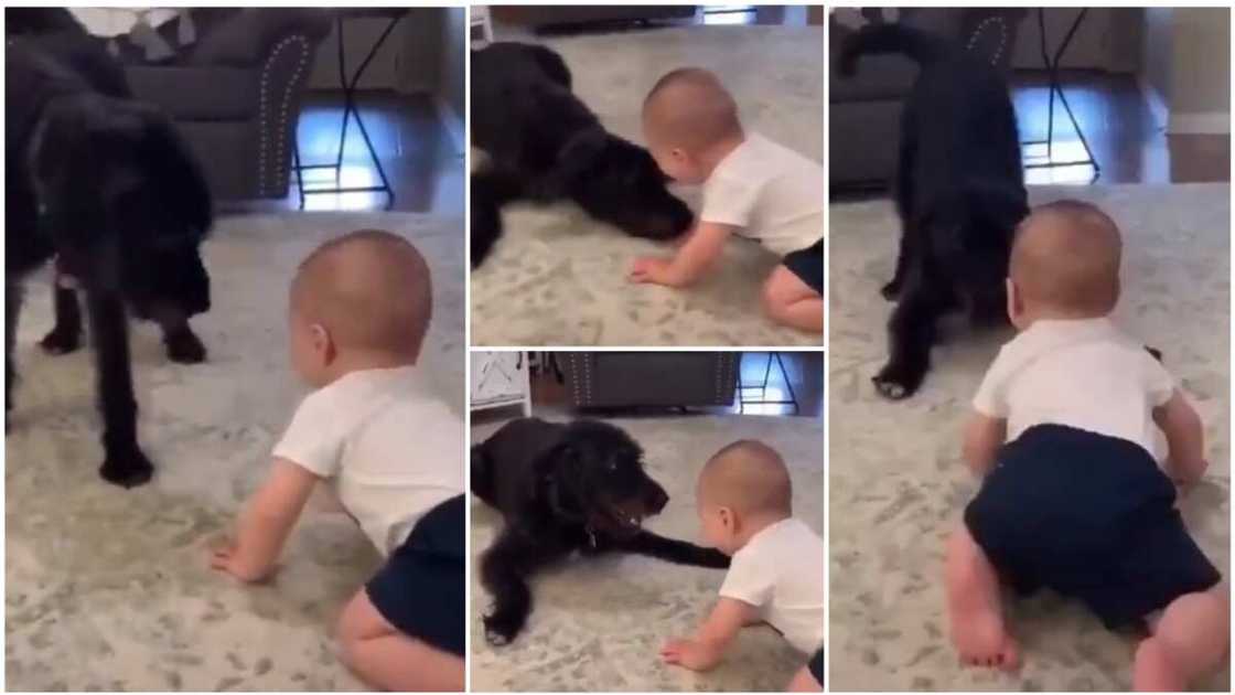 The toddler and the dog had a really great time together.
Photo source: Twitter/@cctv_idiots The toddler and the dog had a really great time together.
Photo source: Twitter/@cctv_idiots