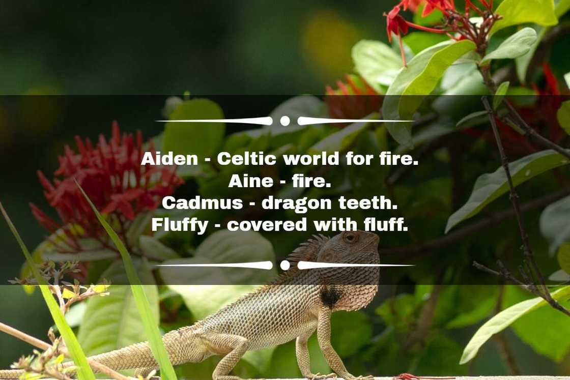 Cute name for a dragon