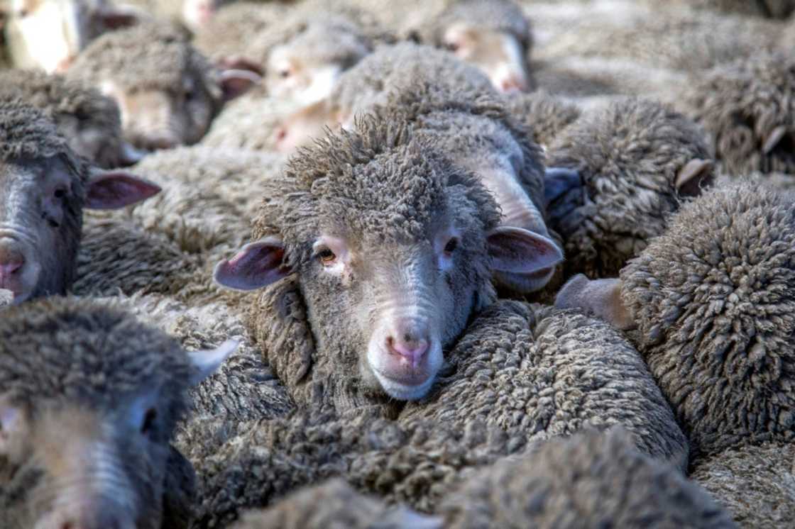 New Zealand sheep farmers are fighting to protect grazing land from spreading pine plantations, which earn government subsidies to absorb carbon emissions. New Zealand sheep farmers are fighting to protect grazing land from spreading pine plantations, which earn government subsidies to absorb carbon emissions.