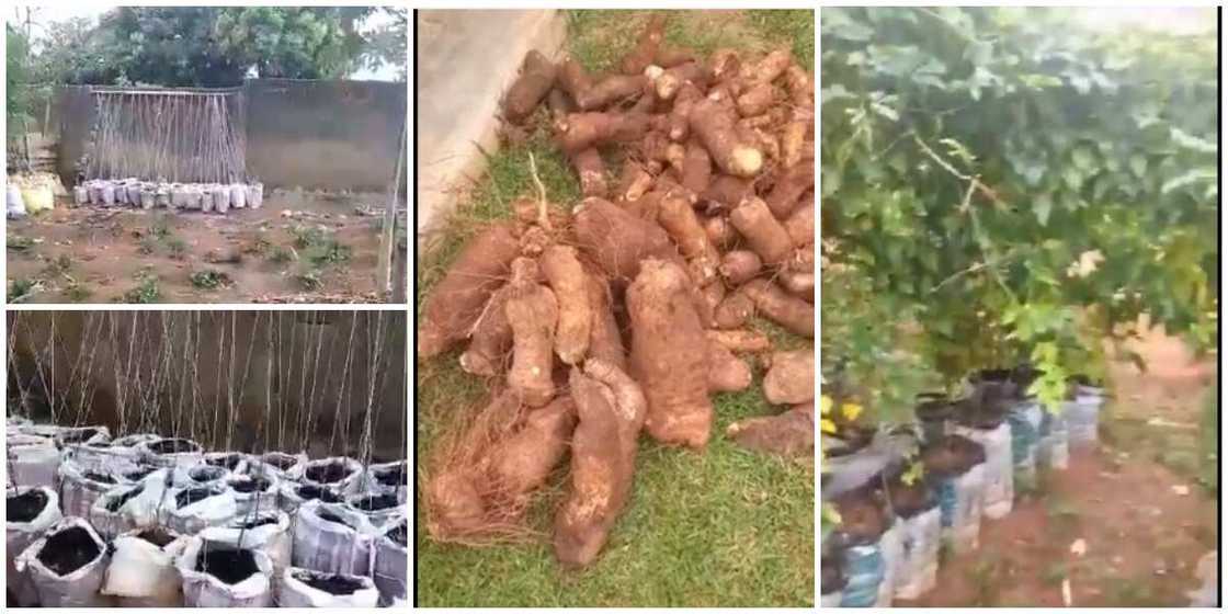 Nigerian woman shows off big yams she harvested from her sack bag farming, says there is no need for farmland Nigerian woman shows off big yams she harvested from her sack bag farming, says there is no need for farmland