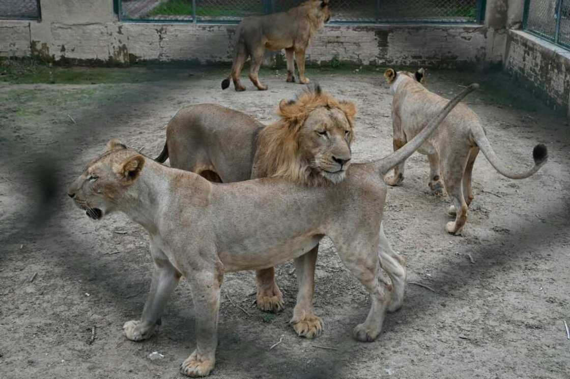 A Pakistan zoo is auctioning off a dozen of its 29 lions to private buyers to free up space A Pakistan zoo is auctioning off a dozen of its 29 lions to private buyers to free up space