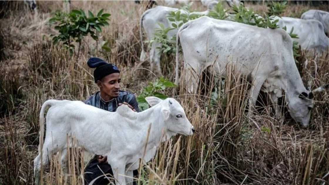 Open Grazing Ban: List of 6 Southern States Yet to Enact Law Open Grazing Ban: List of 6 Southern States Yet to Enact Law