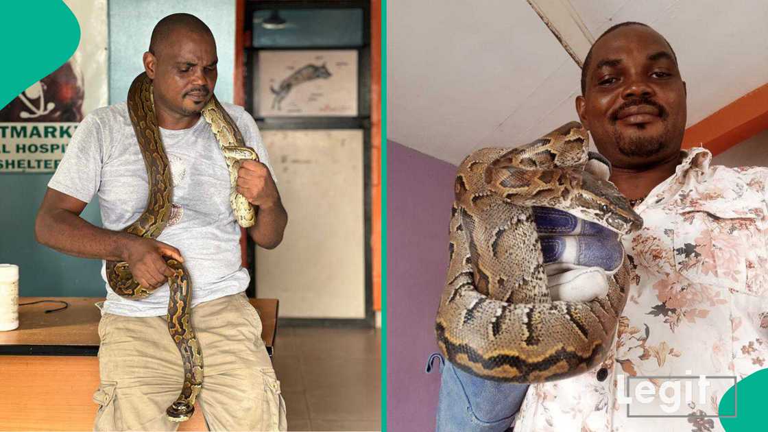 Snake expert Dr Mark Ofua points out what you should do when you suddenly confront a snake