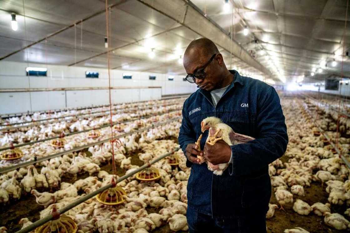 Farm manager Gary Mbundire says thousands of his chickens died in January when ventilation failed at the height of summer Farm manager Gary Mbundire says thousands of his chickens died in January when ventilation failed at the height of summer