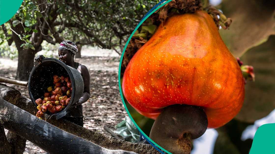 Nigeria’s cashew industry generated over $400 million in exports, but stakeholders say local processing is low and value addition could boost earnings and jobs. Nigeria’s cashew industry generated over $400 million in exports, but stakeholders say local processing is low and value addition could boost earnings and jobs.