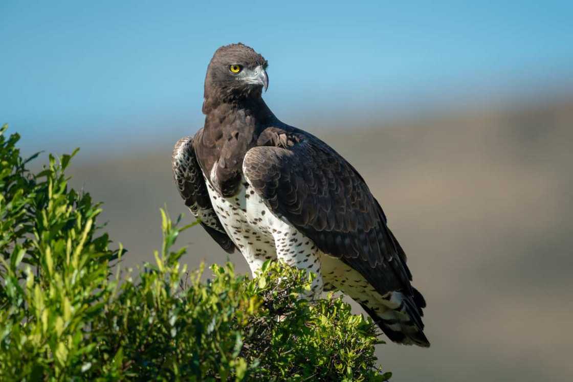 Martial eagle perches in a bush