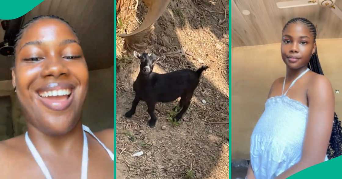 Domestic animal behaviour/Black goats in Nigeria