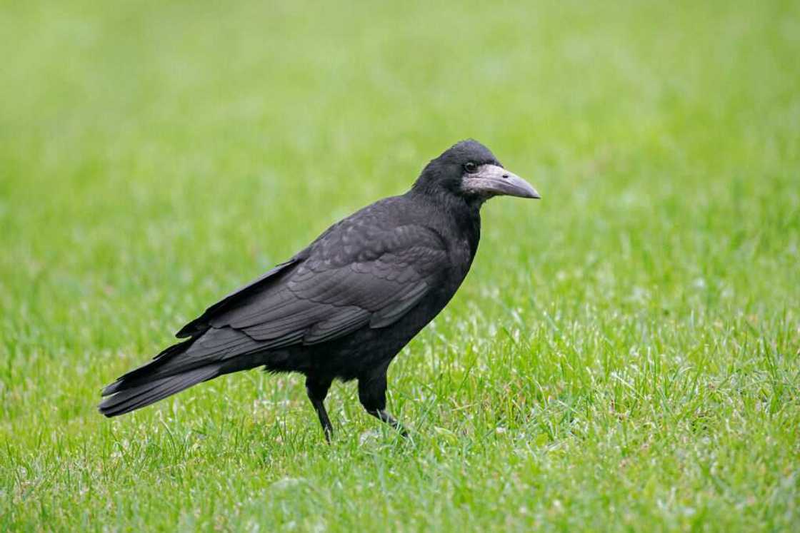 smartest bird in the world smartest bird in the world