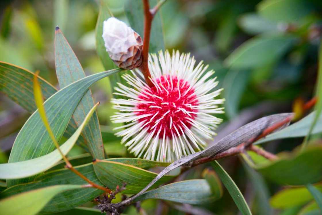 Pincushion flowers with red and white shades