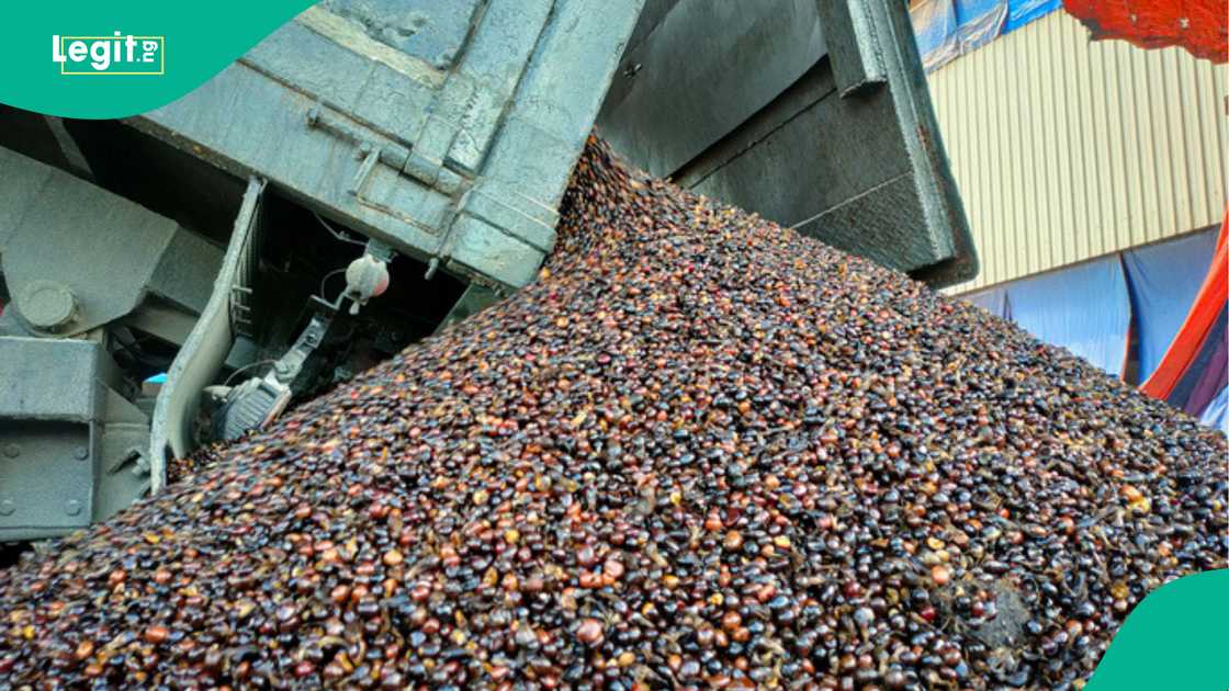 Nigerian billionaire ready to build palm oil refinery Nigerian billionaire ready to build palm oil refinery