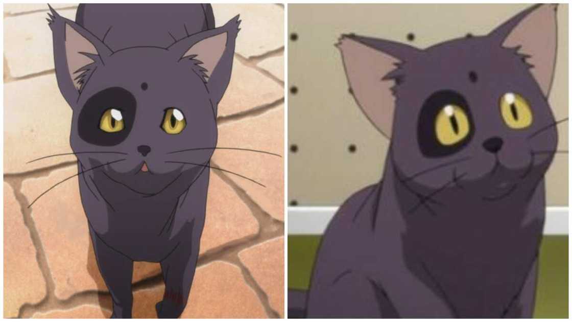anime cat character anime cat character