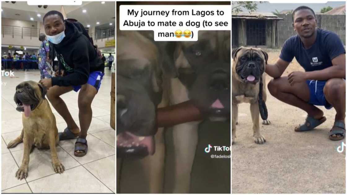 Man and bull mastiff/man looked for partner for dog. Man and bull mastiff/man looked for partner for dog.