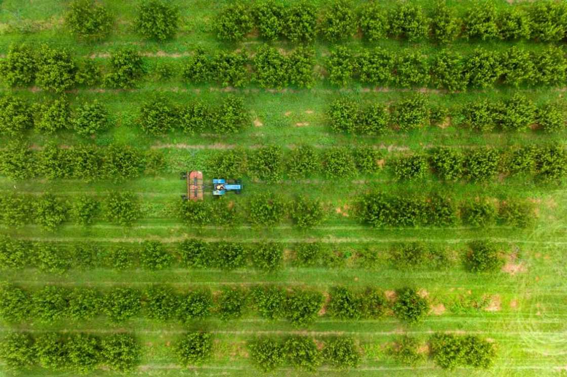 An aerial view of a peach orchard at Gregg Farms in Georgia