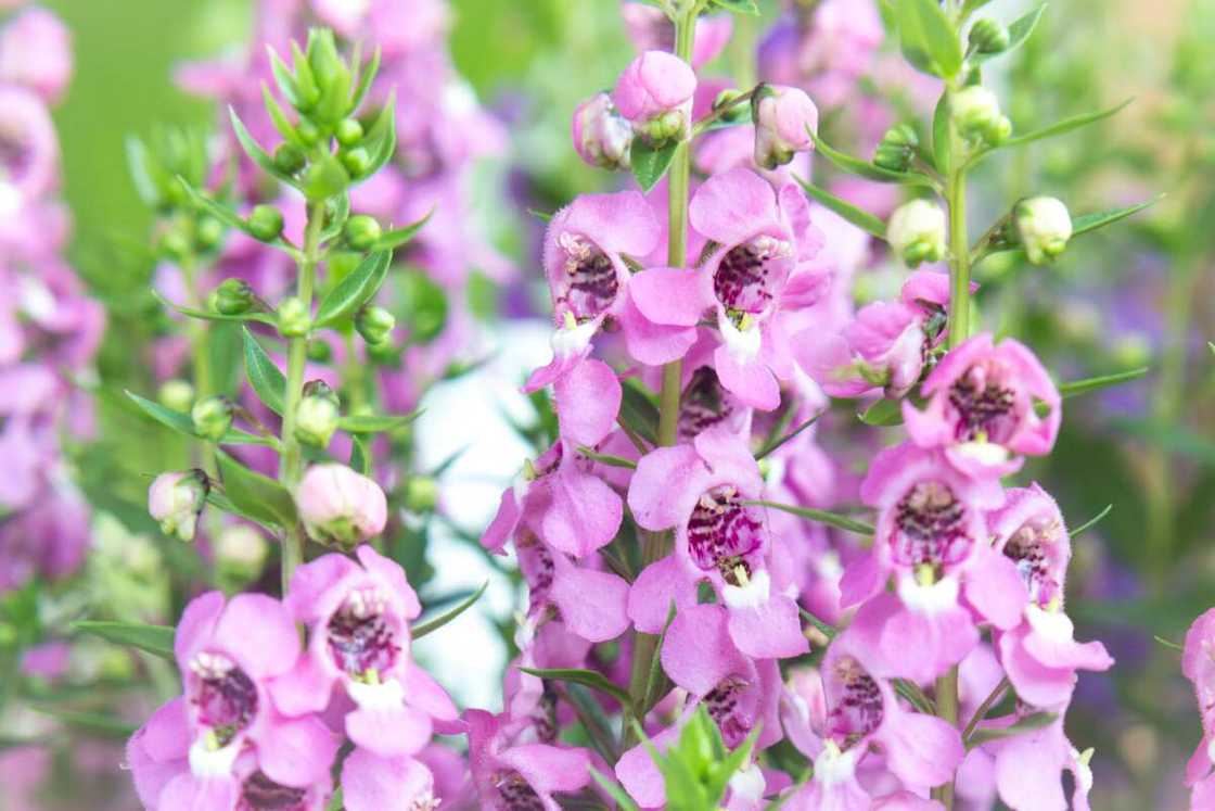 Pink and Purple Angelonia flower background